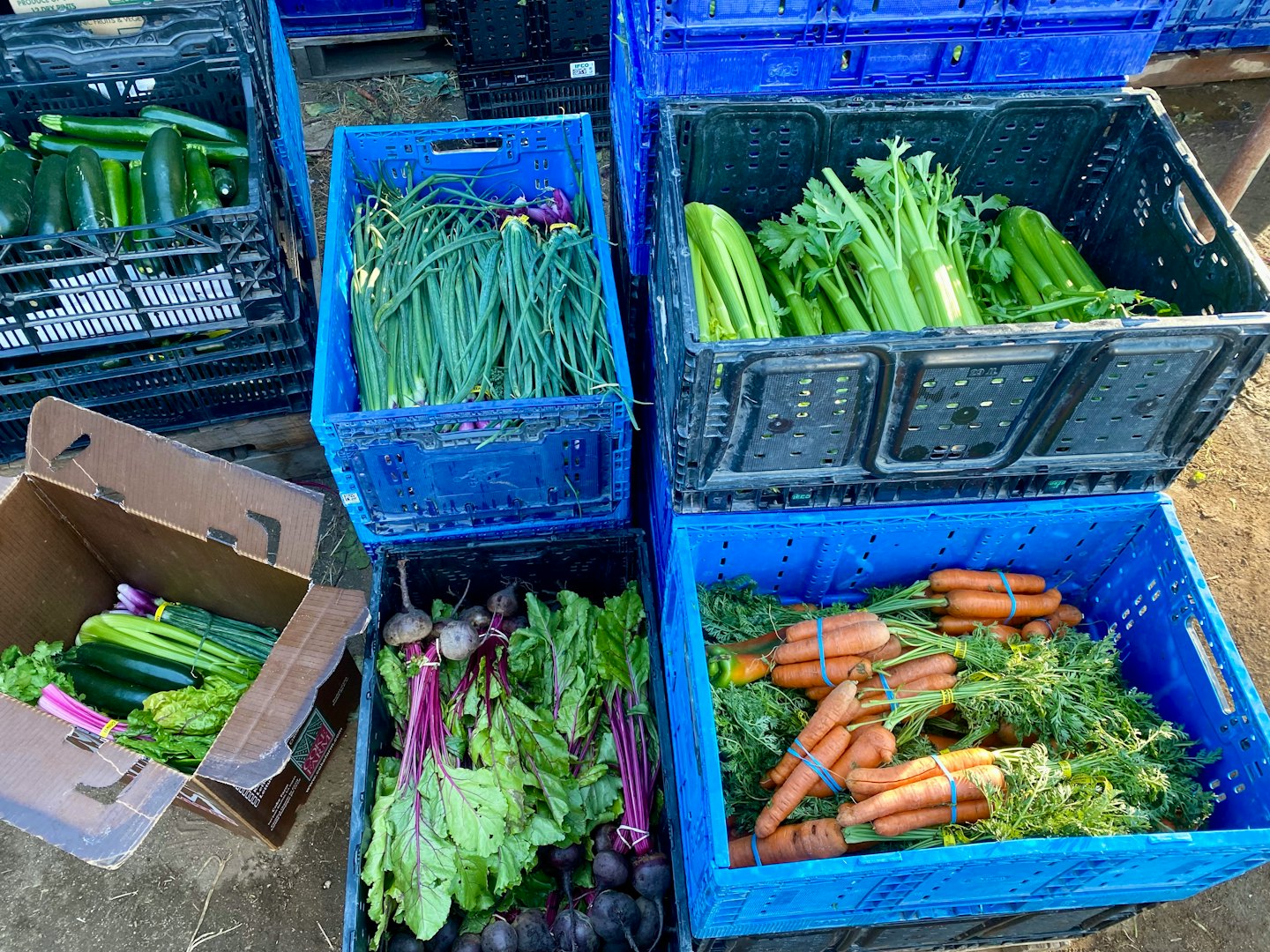 Verduras orgánicas recién cosechadas llenan cajas de plástico y una caja.